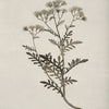 A delicate botanical illustration of a flowering plant on aged paper.