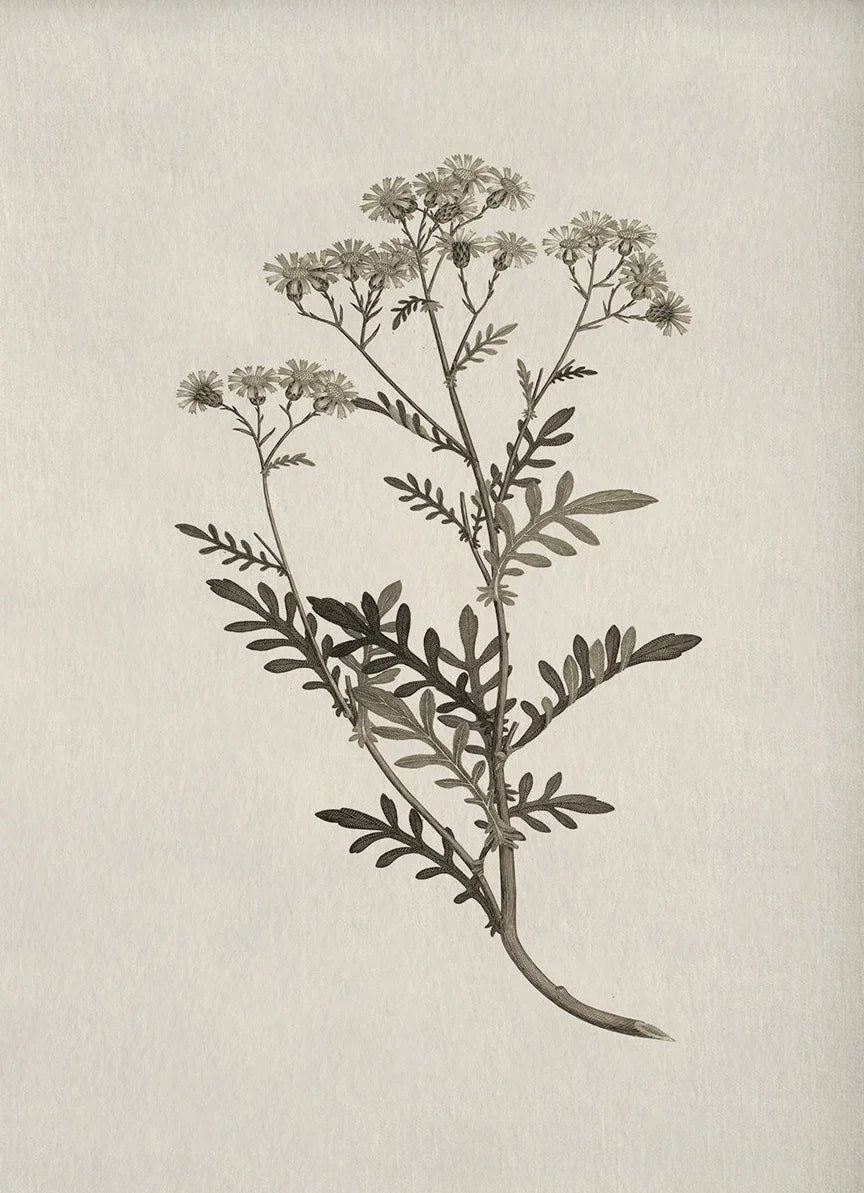 A delicate botanical illustration of a flowering plant on aged paper.