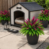 A potted artificial Dracaena Boston fern with vibrant pink and green leaves sits in front of a wooden shed.