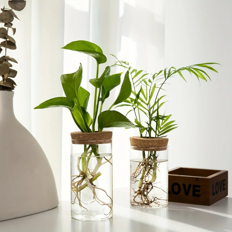 Un pot en verre contenant une plante d'intérieur verte et vibrante aux longues feuilles et aux racines visibles.
