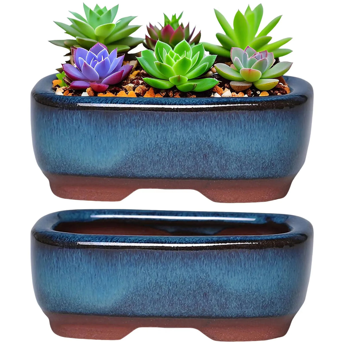 A ceramic succulent planter holding green and purple rosette succulents.