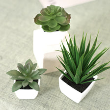 Three small artificial evergreen bonsai plants in white pots displayed on a light green surface.