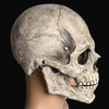 A realistic full-head skull mask with a movable jaw, shown in profile against a dark background.