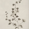 A delicate line drawing of a flowering vine with leaves and small blossoms on light paper.