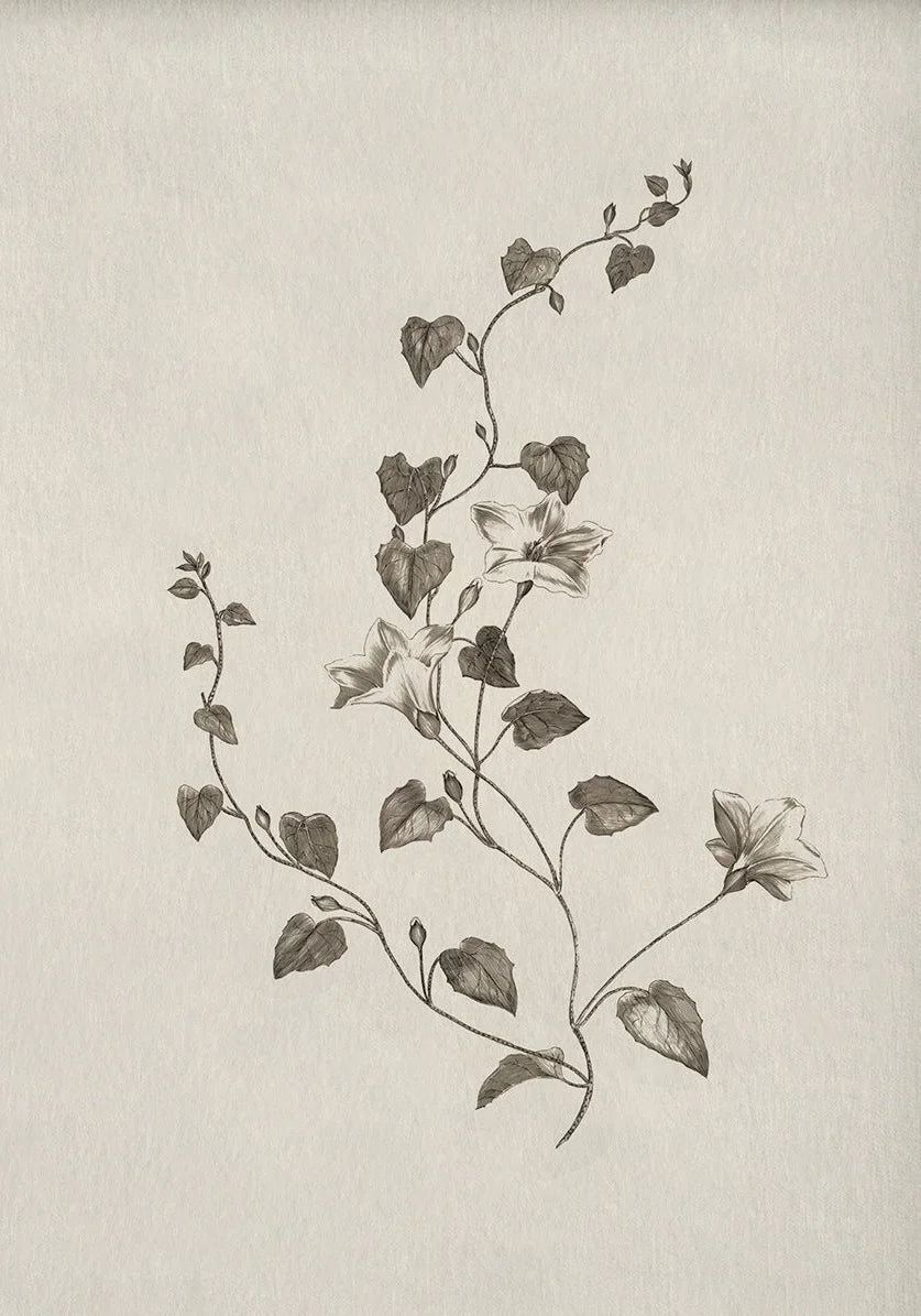 A delicate line drawing of a flowering vine with leaves and small blossoms on light paper.