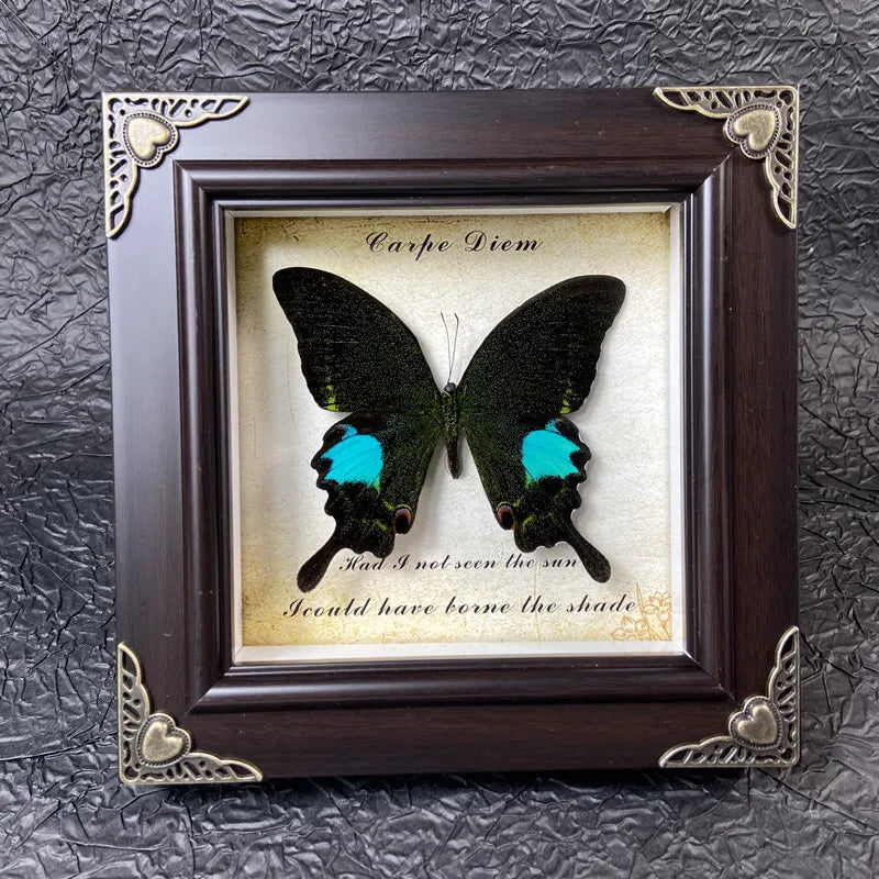 A dark butterfly specimen is framed in a wooden picture with gold accents, featuring the Latin phrase Carpe Diem.