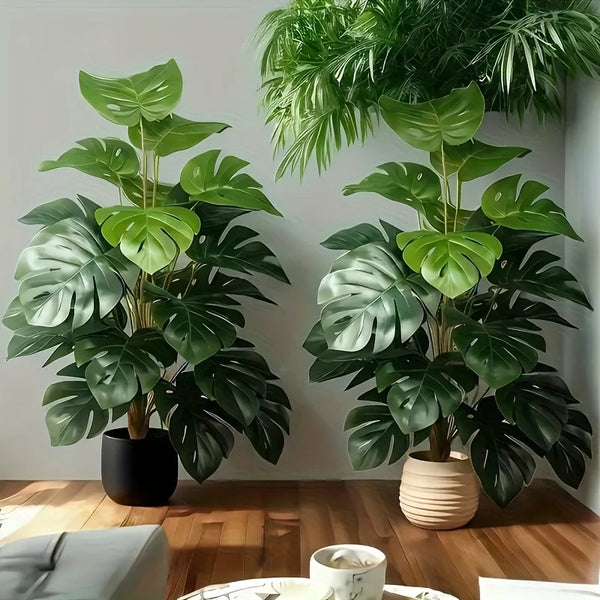 Deux grandes plantes d'intérieur de monstera avec de grandes feuilles vertes sur une surface en bois.
