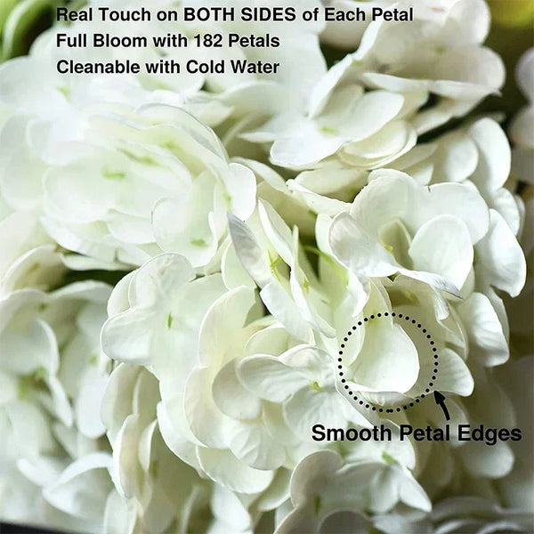 Close-up of white latex hydrangea flowers showing smooth petal edges.