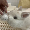 A small white rabbit is being held by a hand, showing its face and ear, with a silver keychain attached.