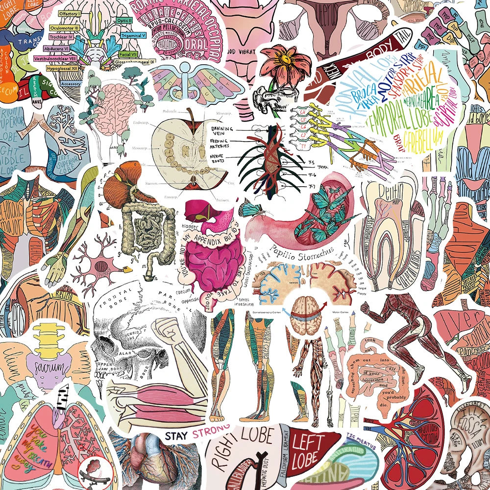 A collection of detailed anatomical drawings and diagrams featuring human organs, skeletal structures, and muscle systems.