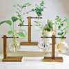 A glass hydroponic terrarium vase with a wooden stand holding several green plants.