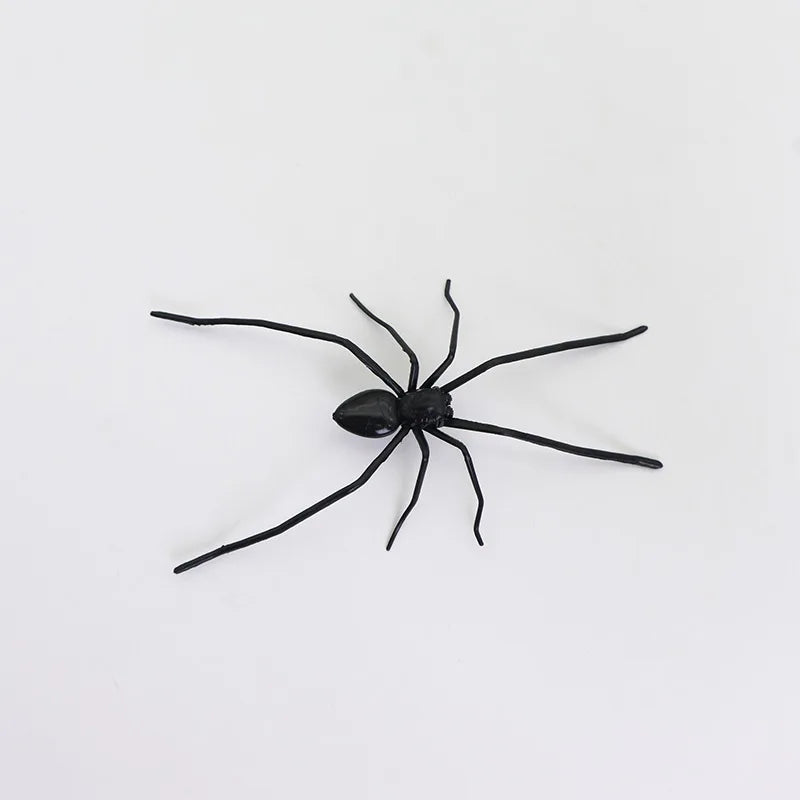 A black spider with long legs is shown against a white background.