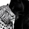 A close-up portrait of a black panther affectionately touching a white leopard.