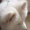 A close-up of a white fluffy dog with a small green sprout on its head.