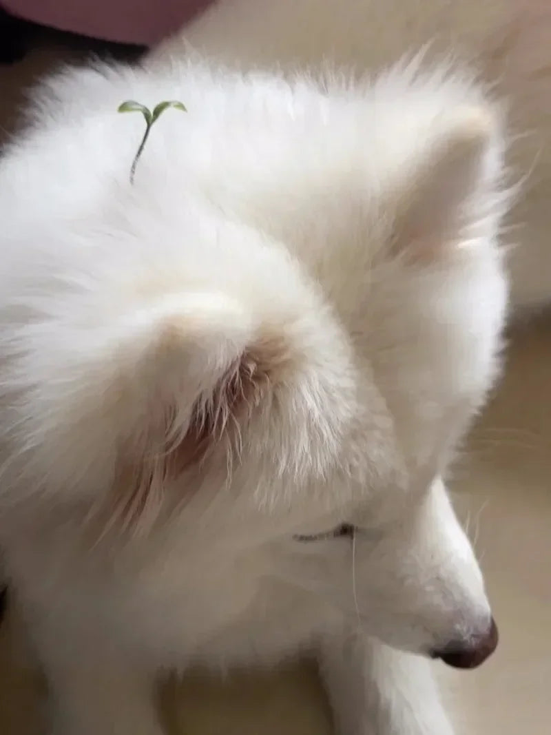 A close-up of a white fluffy dog with a small green sprout on its head.