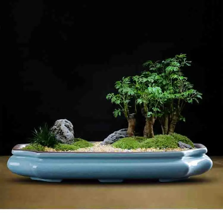 Glazed ceramic bonsai flower pot with a miniature green tree planted in a natural landscape.