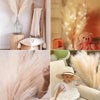 A collection of dried pampas grass branches used for boho home and wedding decor, featuring light beige and cream tones.