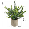 A potted Selaginella Green plant with small green leaves in a rustic brown pot.