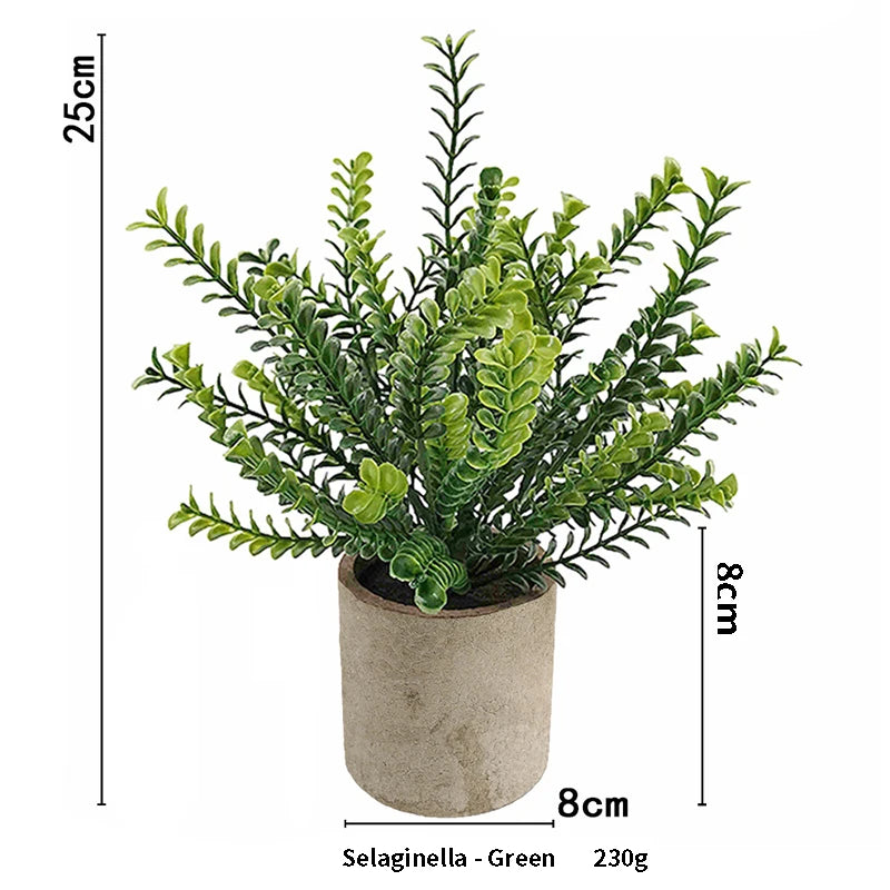 A potted Selaginella Green plant with small green leaves in a rustic brown pot.