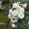 A bridal floral arrangement featuring white roses and daisies accented with dusty rose and blue eucalyptus foliage.