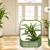 Artificial Dracaena tree showing high quality leaves and nearly natural trunk texture.