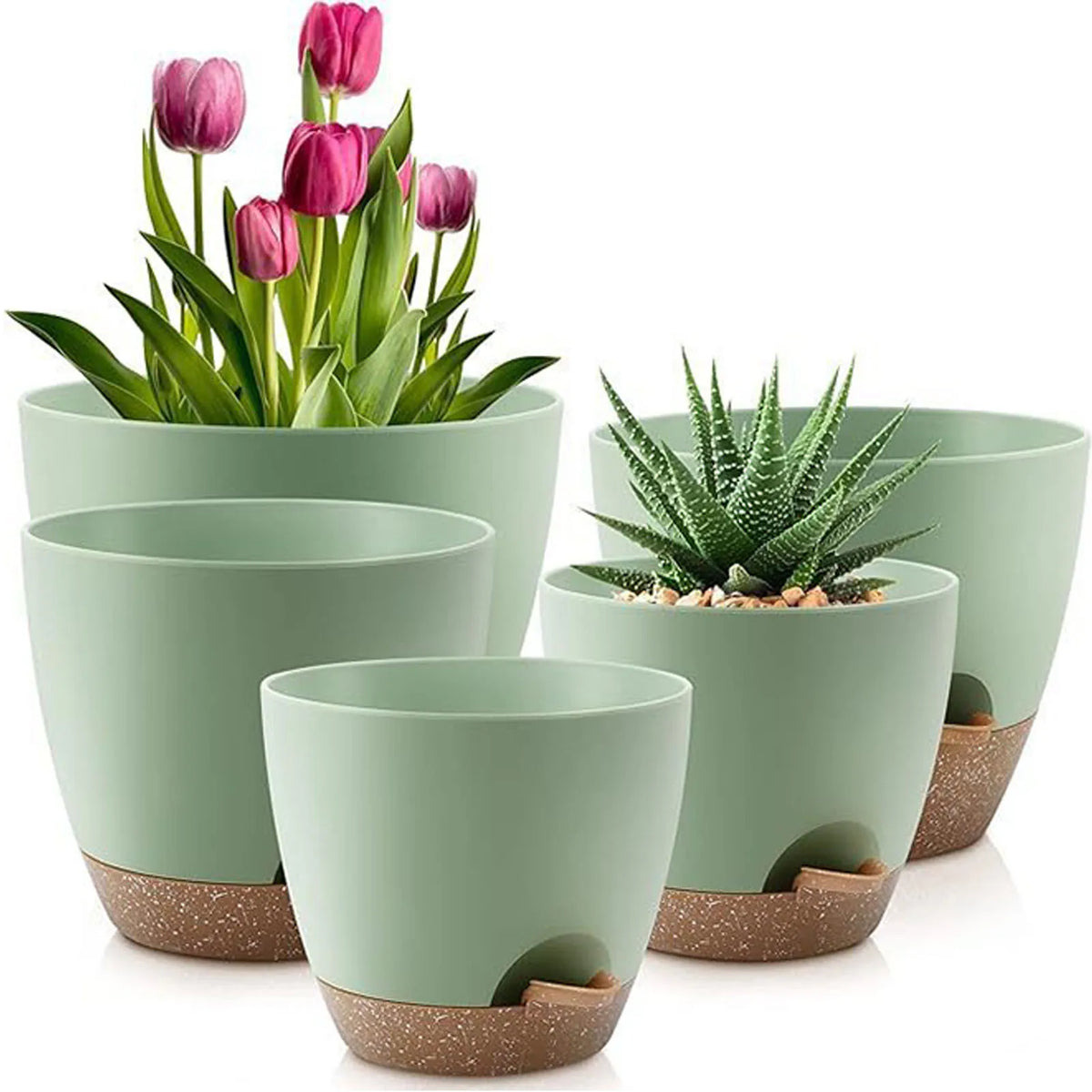 A set of five light green self-watering flower pots containing tulips and a succulent plant.