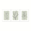 A set of three neutral floral wall art prints featuring botanical line drawings on light green canvases.