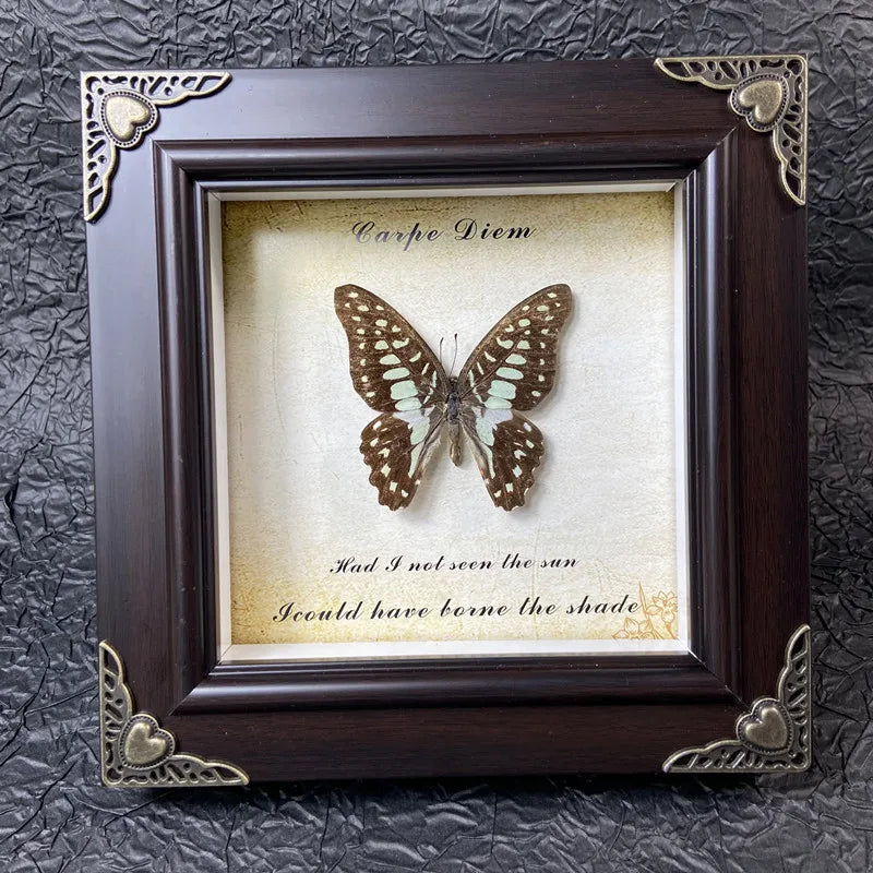 A framed piece of art featuring a real butterfly specimen with text about the sun and shade.