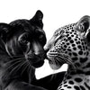 Close-up portrait of a black panther and a leopard looking at each other against a white background.