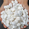 Natural White Decorative Pebbles for Aquariums, Plants & Home Decor
