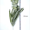 Artificial chlorophytum branch with long green leaves displayed against a measuring stick.