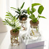 Trois pots en verre contenant des plantes d'intérieur avec racines et tiges visibles sur une surface blanche.