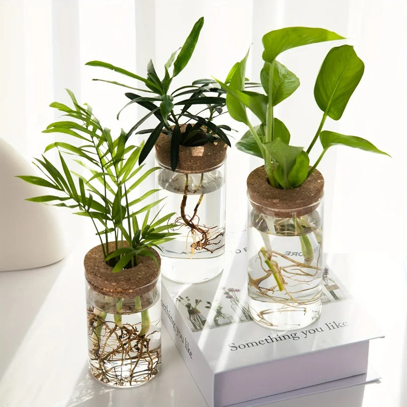 Trois pots en verre contenant des plantes d'intérieur avec racines et tiges visibles sur une surface blanche.