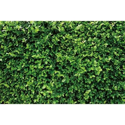 Dense green tropical jungle leaf photography backdrop for parties and studio shoots