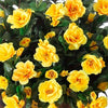 Artificial yellow azalea bush for outdoor decor with green leaves