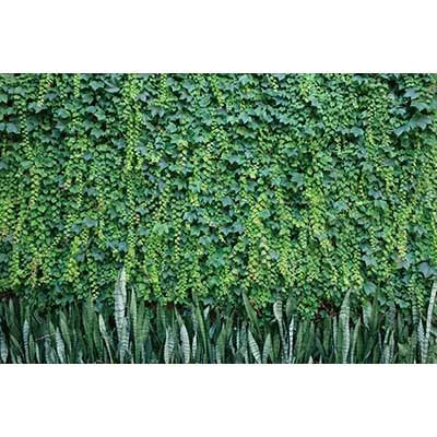 A dense green ivy wall backdrop featuring lush tropical jungle leaves for photography and parties.