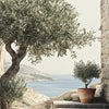 A potted olive tree in a terracotta pot stands on stone steps against a light-colored wall with a blue sea view.