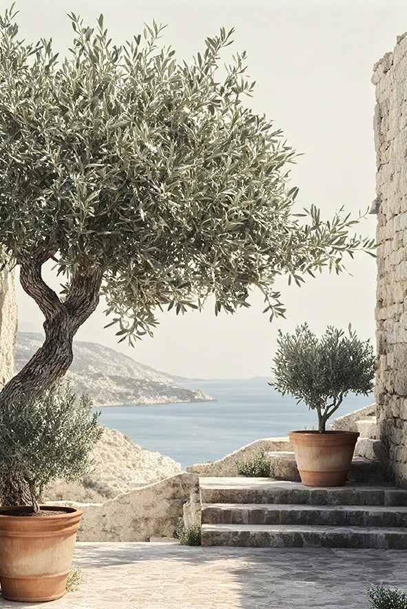 A potted olive tree in a terracotta pot stands on stone steps against a light-colored wall with a blue sea view.