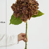 A dried brown hydrangea flower cluster on a green leaf, shown next to a ruler for scale.