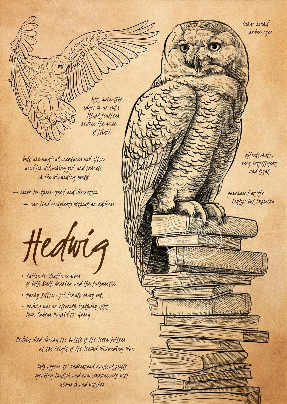A detailed illustration of a bird owl with spread wings, surrounded by text about Hedwig.