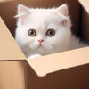 A fluffy white Persian kitten peeks out of a cardboard box.