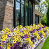 A vibrant border of artificial pansy flowers in yellow, purple, and white lining a brick walkway.