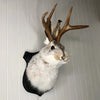 A decorative bunny head with antlers and black and white fur mounted on a wall.