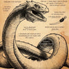 A detailed illustration of a Basilisk, a legendary serpent with deadly powers.