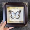 A framed art piece featuring a realistic butterfly specimen with text about the sun and shade.