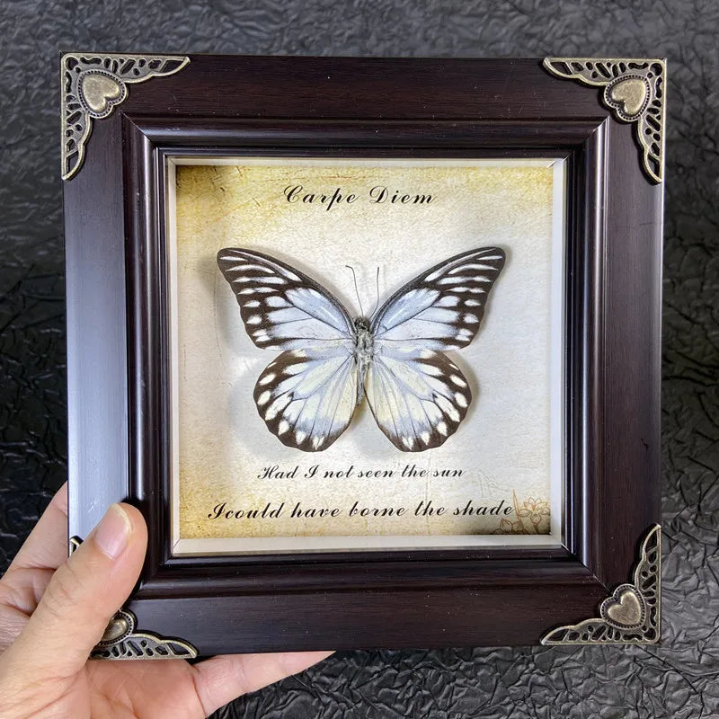 A framed art piece featuring a realistic butterfly specimen with text about the sun and shade.