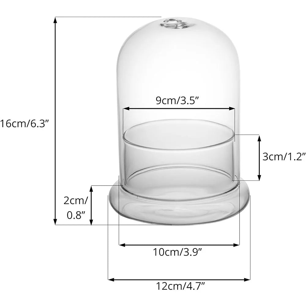 Clear glass cloche terrarium with a round base and a dome top
