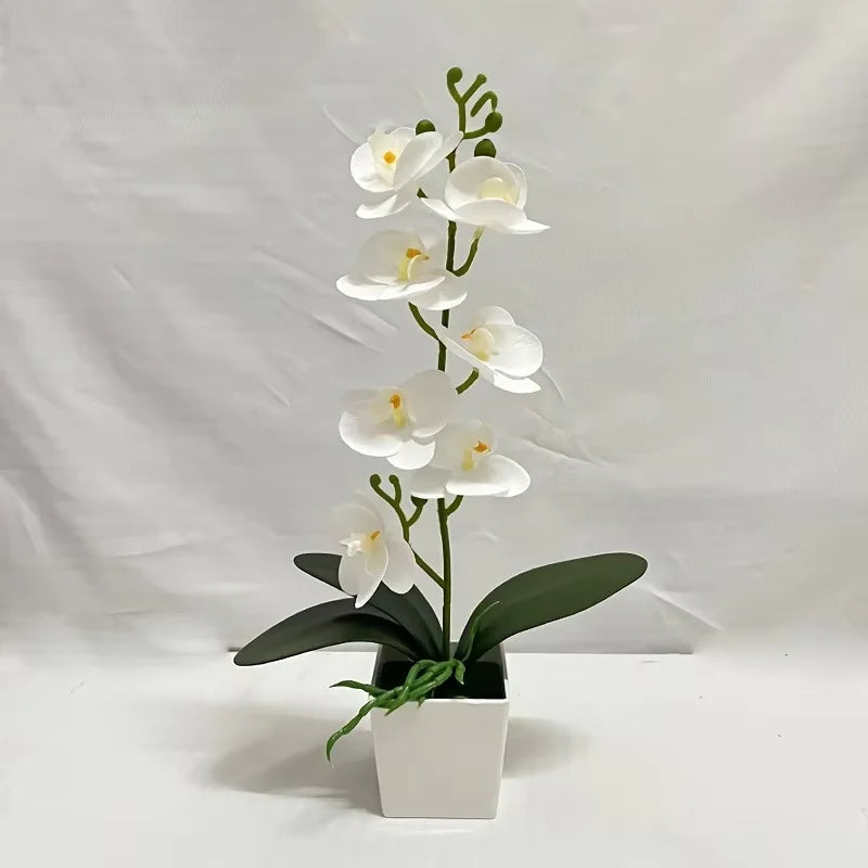 A white orchid plant with green leaves and white flowers in a square pot for home decor.