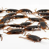 A collection of realistic plastic bugs including cockroaches, centipedes, and scorpions scattered on a white surface.