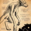 A vintage illustration titled Wekewolf showing a wolf-like creature with text describing transformation.